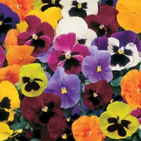 بذور فيولا ويتروكيانا