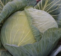 بذور ملفوف أخضر هجين F1