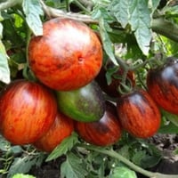 بذور طماطم جارميل