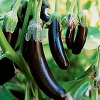 بذور باذنجان أسود طويل