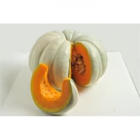 بذور قرع تونتينت رمادي