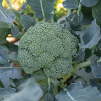 بذور بروكلي كاستل هجين F1