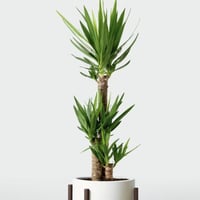 بذور اليوكا الأزرق