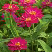 بذور زهور زينيا الكرز هجين F1