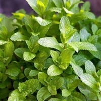 بذور النعناع