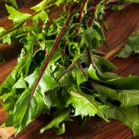 بذور الهندباء الإيطالي الأحمر