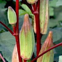 بذور باميا هيل كانتري حمراء