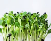 بذور دوار الشمس مايكروجرين (بذور عضوية)