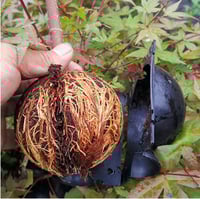 صندوق التعقيل الهوائي 12,8,5 Cm