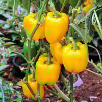 بذور فلفل ووندر حلو ذهبي