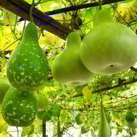 بذور قرع نجدي (الدباء) هجين F1