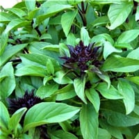 بذور الريحان بنكهة عرق السوس