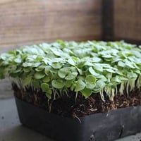 بذور ريحان Genovese مايكروجرين