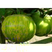 بذور طماطم زيبرا خضراء