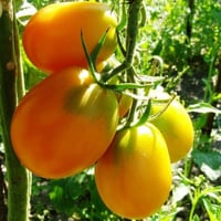 بذور طماطم ذهبي بيضاوي