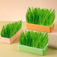 صينية مونج للمايكروجرين