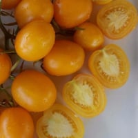 بذور طماطم ذهبي بيضاوي