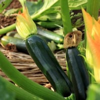 بذور كوسة بلاك بيوتي