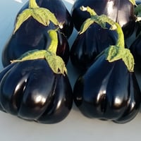 بذور باذنجان هاند باق هجين F1