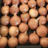 بذور بصل فورا بني هجين F1