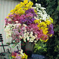 بذور أزهار ليمونيوم سينواتوم - ألوان متعددة