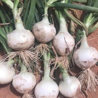 بذور بصل أبيض ثلجي هجين F1