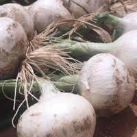 بذور بصل أبيض ثلجي هجين F1