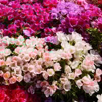 بذور زهور جوديتيا - ألوان متعددة