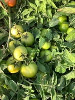 بذور طماطم ايين هجين F1