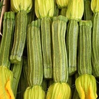 بذور كوسة جريزيني هجين F1