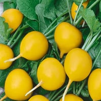 بذور فجل هيليوس ذهبي