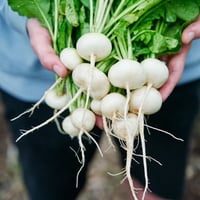 بذور فجل فيلادلفيا الأبيض - Radish