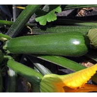 بذور كوسة سيليا هجين F1