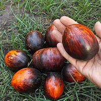 بذور طماطم جارميل