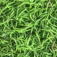 بذور فلفل حربا هجين F1 (حار)