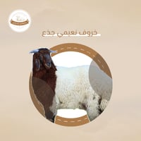 نعيمي وسط جذع