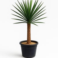 صبار يوكا صفراء طول 60 سم