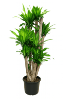 ماسنجانا متعددة المقاسات