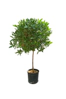 شجر بزرومي متعدد المقاسات