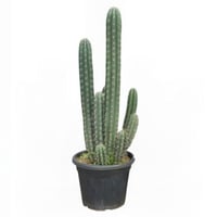 صبار الميرو مقاس 130 سم