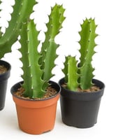 صبار الإيفوربيا الخضراء متعدد المقاسات