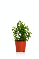 هيبسكس 50 - 80 سم