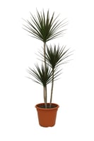 150 cm