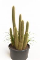 كلوستو أصفر مقاس 60 سم