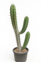 صبار مارتيلو مقاس 80 سم