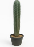 صبار باكاريوس 70 سم