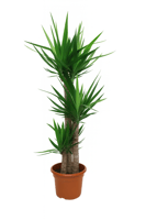 يوكا متعددة المقاسات