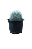 صباريات مقاس 15 سم