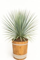 صبار الدرلزيون مقاس 70