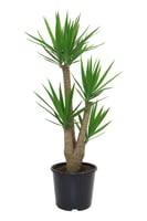 يوكا متعددة المقاسات